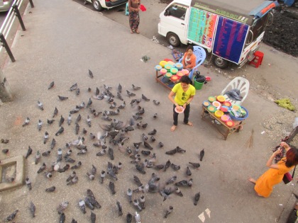 You could buy corn to feed pigeons