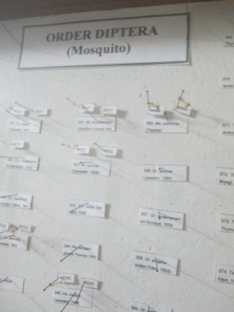 Who knew there with this many types of mosquitos?